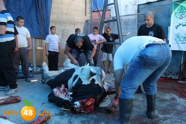 ada7y 116 n1 (37).JPG